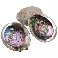 Thumbnail for Abalone Shell Sage Burner YourSoulPlace.com