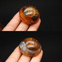 Thumbnail for Handmade Ammonite & Natural Stone Half Sphere 'CONTEMPLATION' ORGONITE
