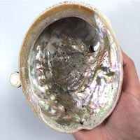 Thumbnail for Abalone Shell Sage Burner-Your Soul Place
